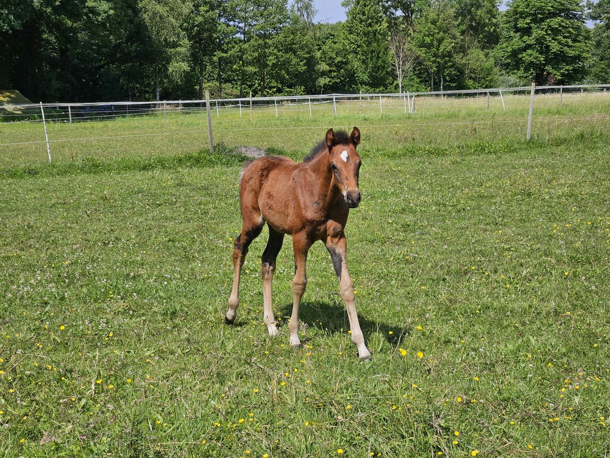 Tysk ridponny Hingst Föl (04/2024) 148 cm Rökfärgad svart in Visselhövede