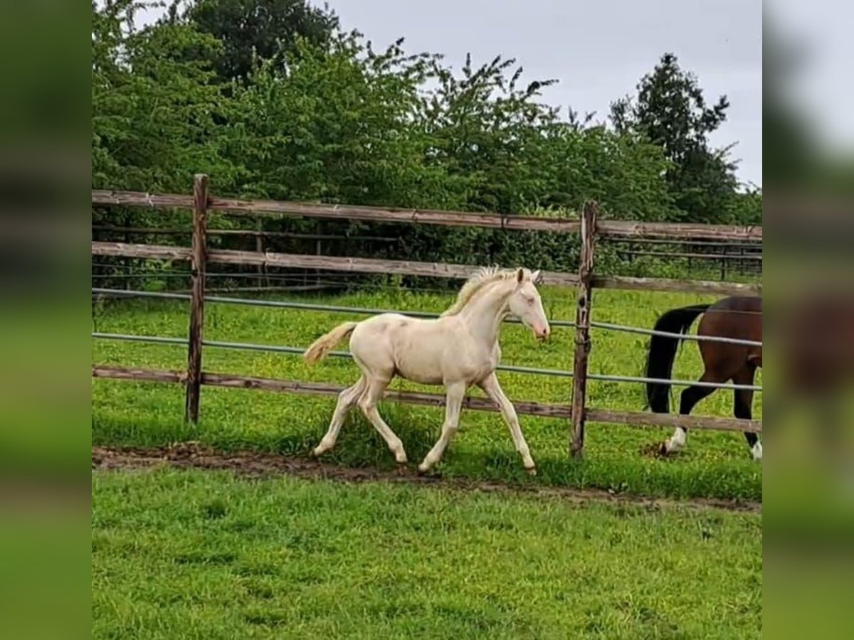 Tysk ridponny Hingst Föl (03/2024) Cremello in Hamburg