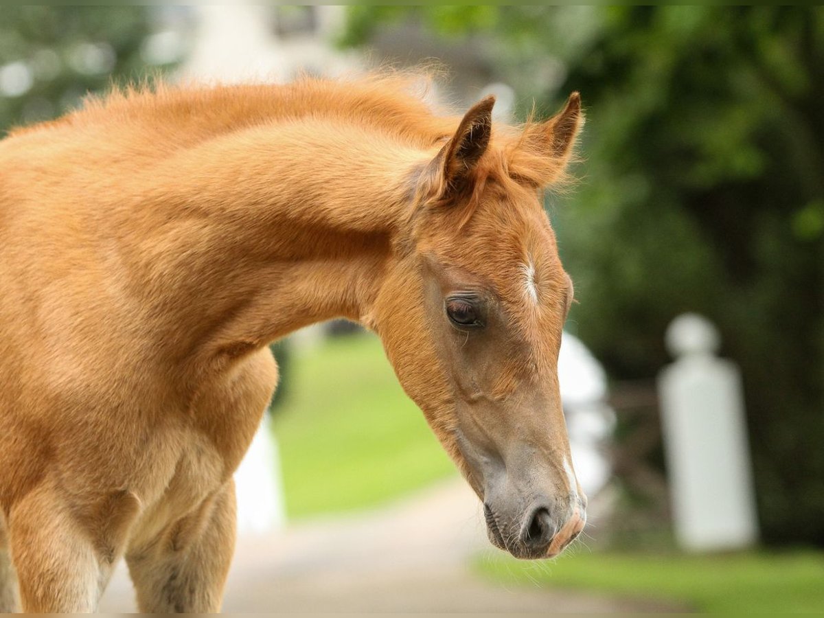 Tysk ridponny Hingst Föl (04/2024) fux in Viöl