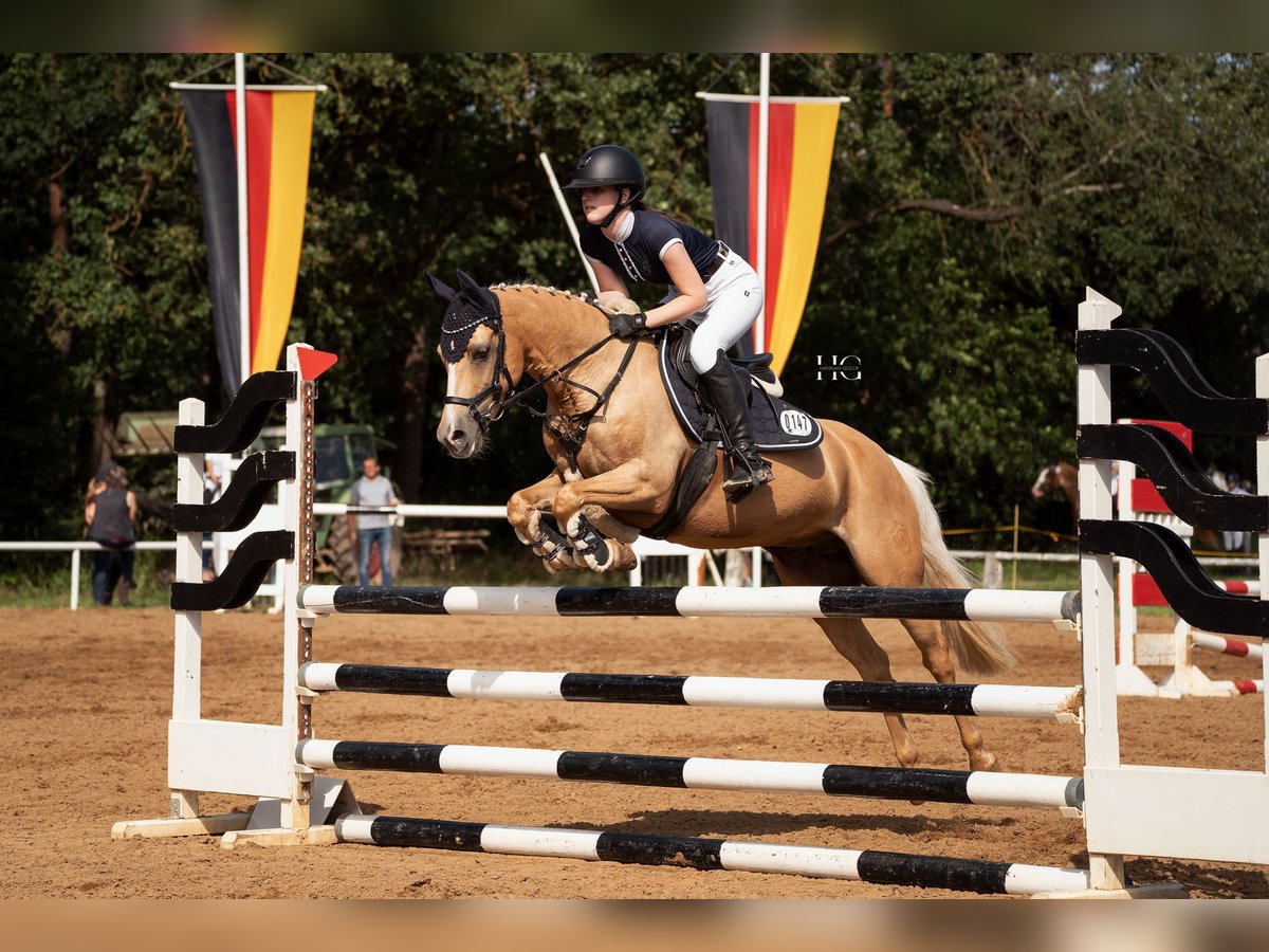 Tysk ridponny Sto 12 år 138 cm Palomino in Wittingen