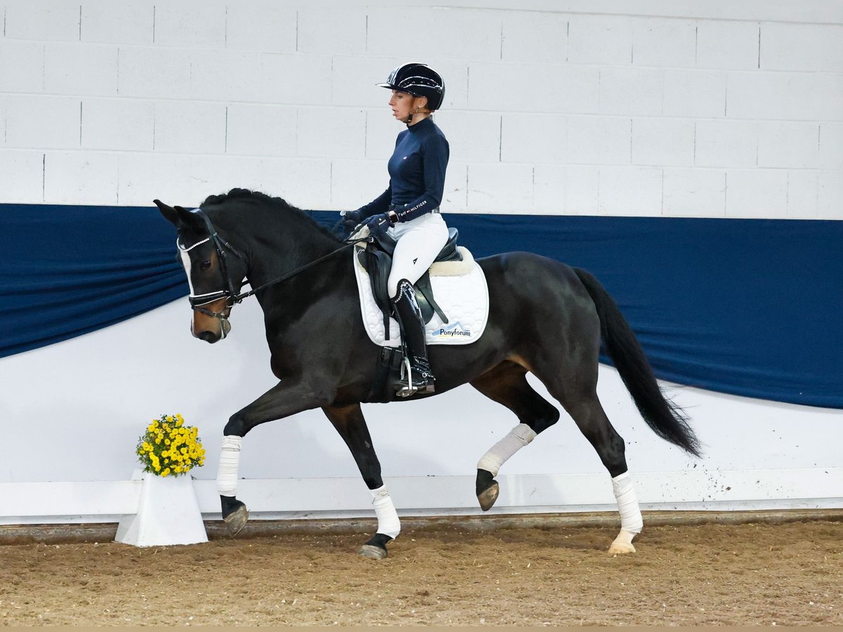 Tysk ridponny Sto 6 år 147 cm Mörkbrun in Marsberg