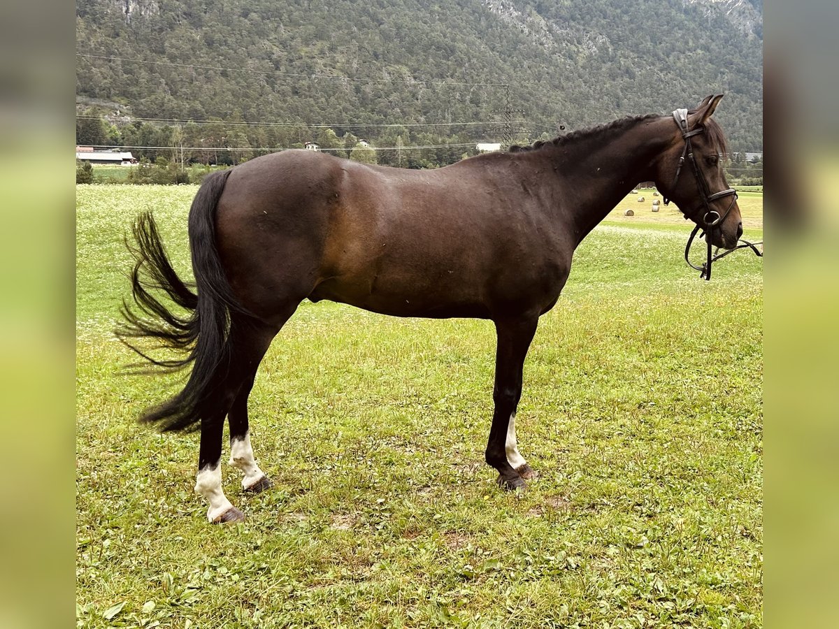 Tysk ridponny Valack 10 år 146 cm in Tarrenz