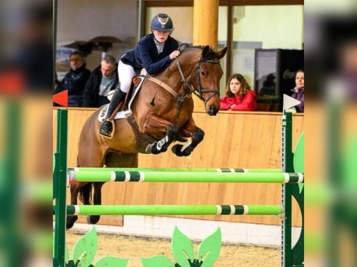 Tysk ridponny Valack 12 år 148 cm Brun in Blankenheim