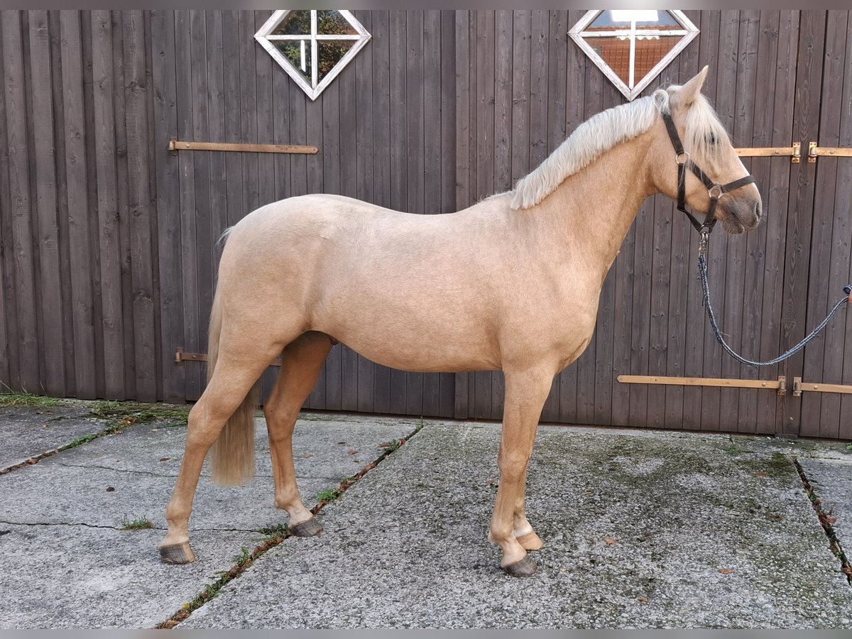 Tysk ridponny Valack 2 år 145 cm Palomino in Herzebrock-Clarholz