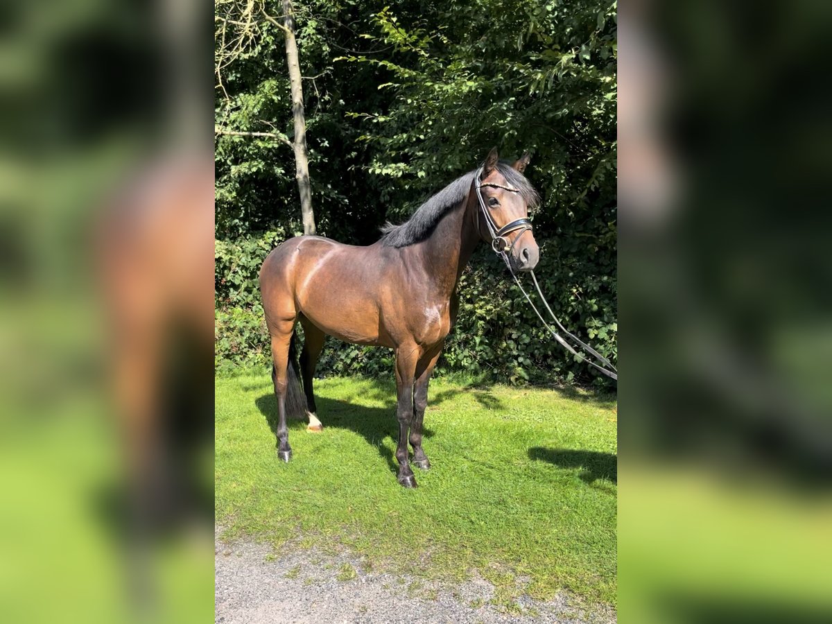 Tysk ridponny Valack 3 år 145 cm Mörkbrun in Nottuln