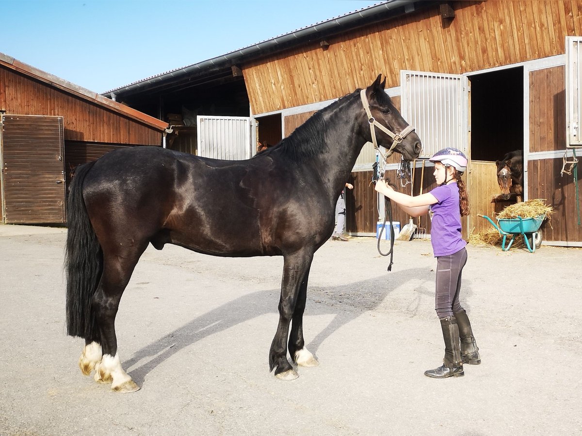 Tysk ridponny Valack 3 år 150 cm Svart in Berngau