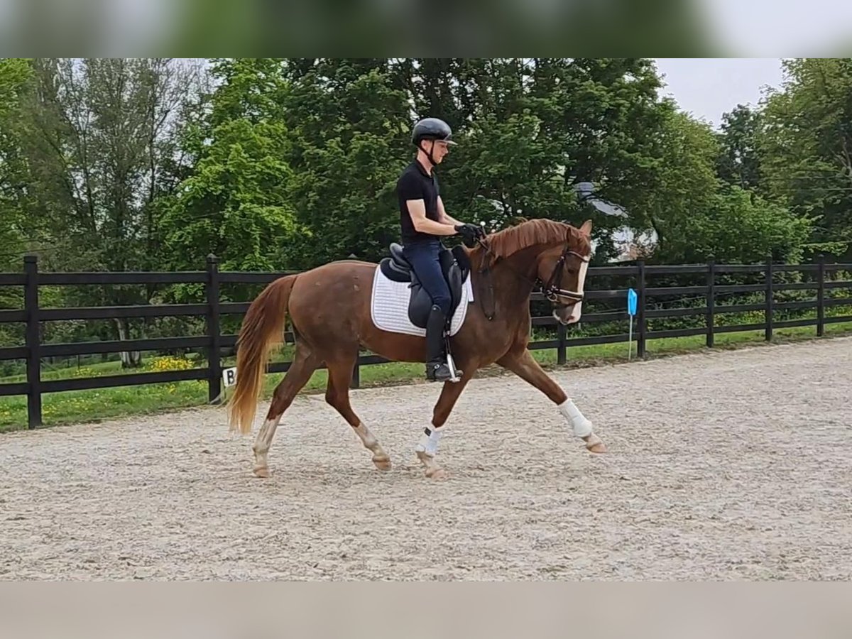 Tysk ridponny Valack 4 år 147 cm in Floriffoux