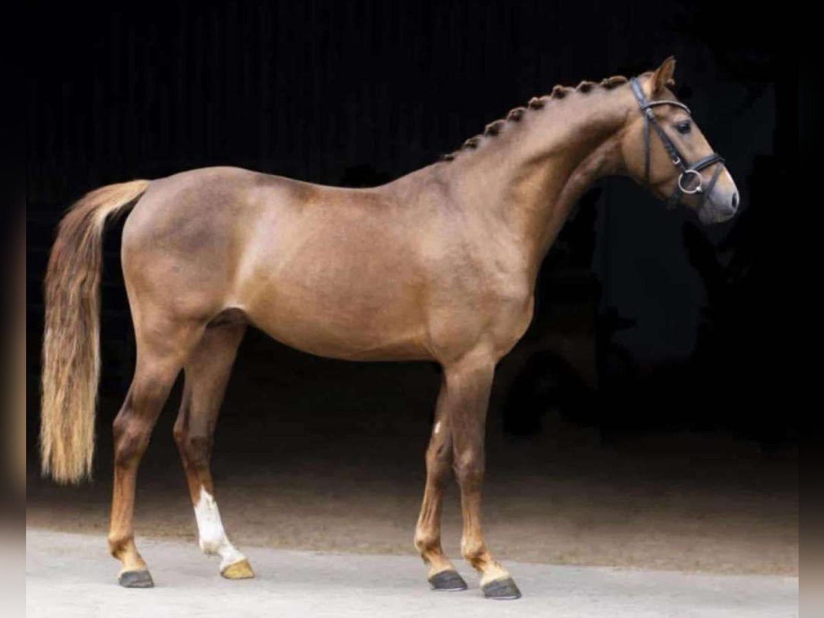 Tysk ridponny Valack 6 år 146 cm fux in Enzesfeld-Lindabrunn