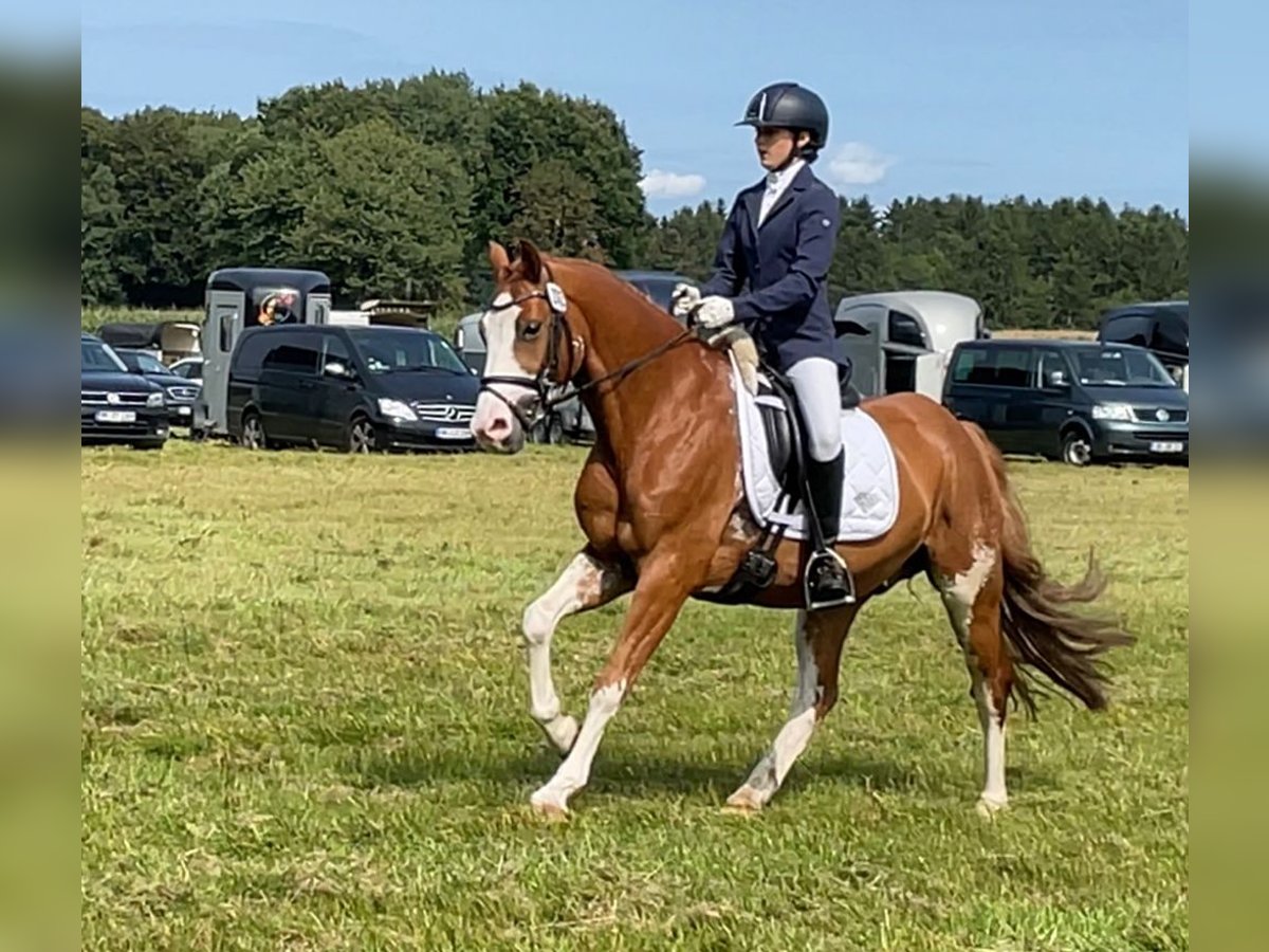 Tysk ridponny Valack 9 år 147 cm fux in Hamburg