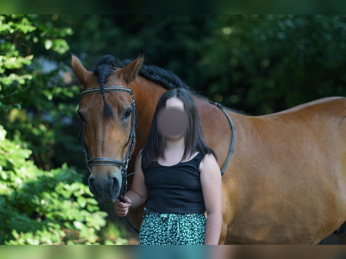 Tysk ridponny Blandning Valack 9 år 148 cm Brun in Eppendorf