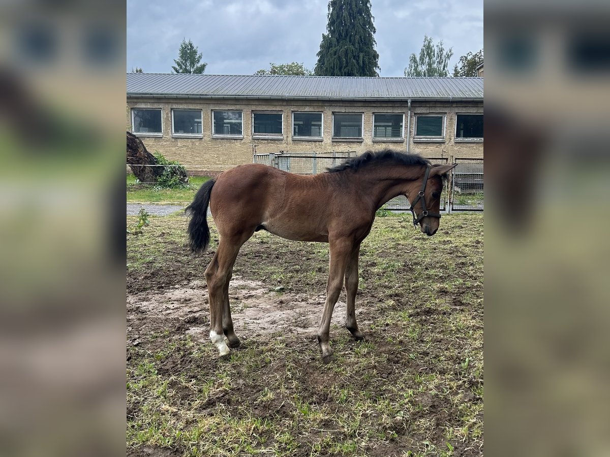 Tysk sporthäst Hingst 1 år Brun in Leubsdorf