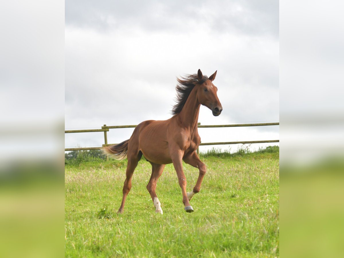 Tysk sporthäst Hingst 1 år Fux in Radevormwald