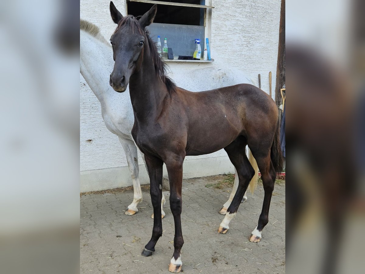Tysk sporthäst Hingst 1 år in Kammeltal