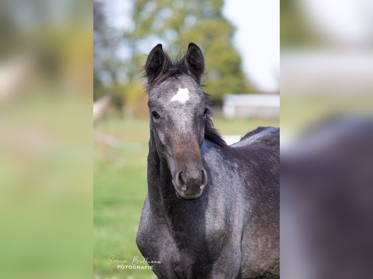 Tysk sporthäst Hingst 2 år 168 cm Grå-mörk-brun in Mellensee