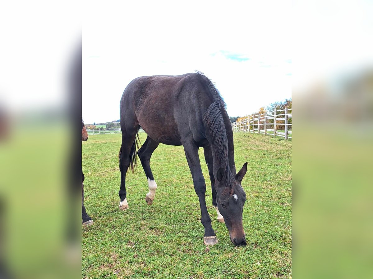 Tysk sporthäst Hingst 2 år 174 cm Rökfärgad svart in Greding