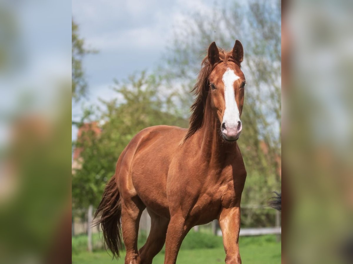 Tysk sporthäst Hingst 3 år 162 cm fux in Nauen