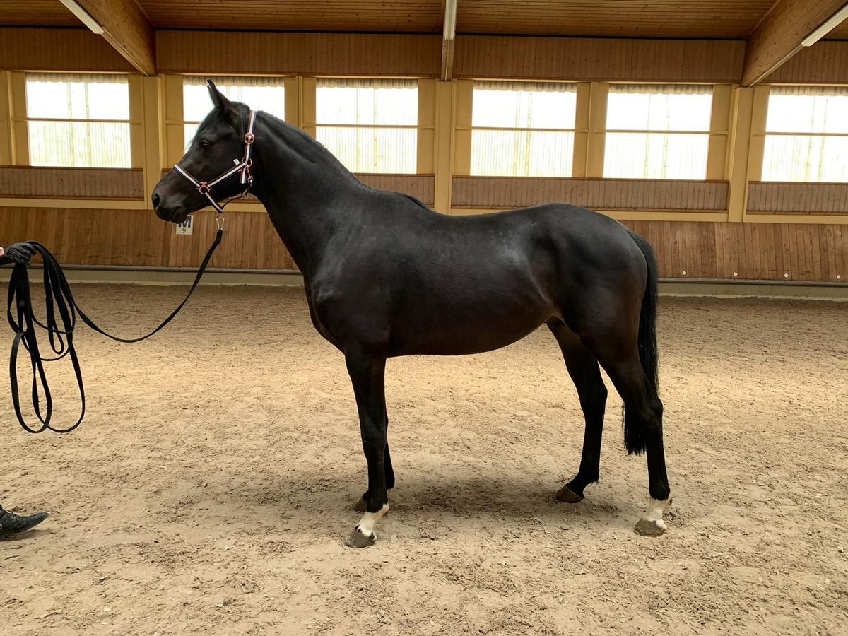 Tysk sporthäst Hingst 3 år 162 cm Svart in Bad Herrenalb