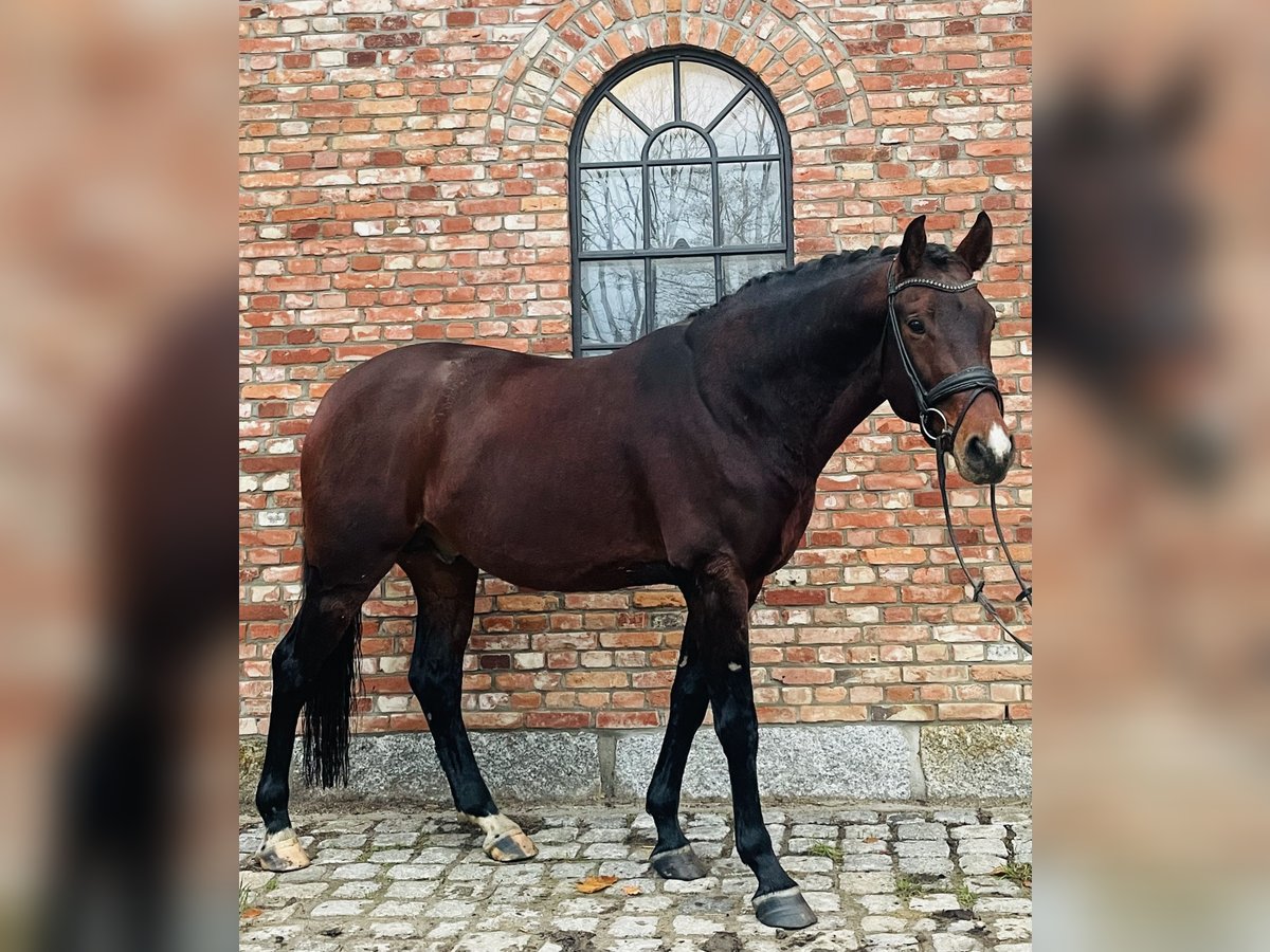 Tysk sporthäst Hingst 5 år 168 cm Brun in Westerholz