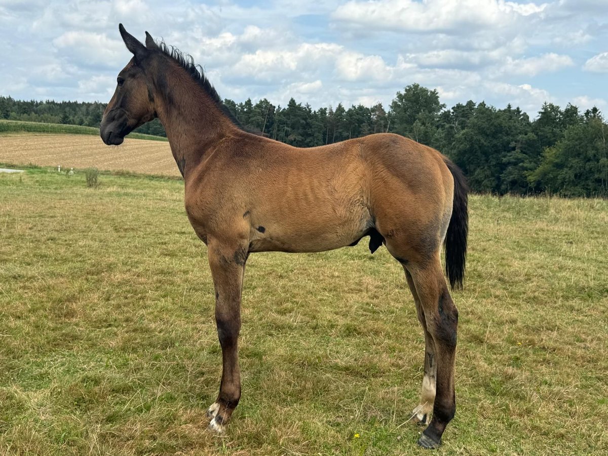 Tysk sporthäst Hingst Föl (05/2024) 170 cm Grå in Beutelsbach