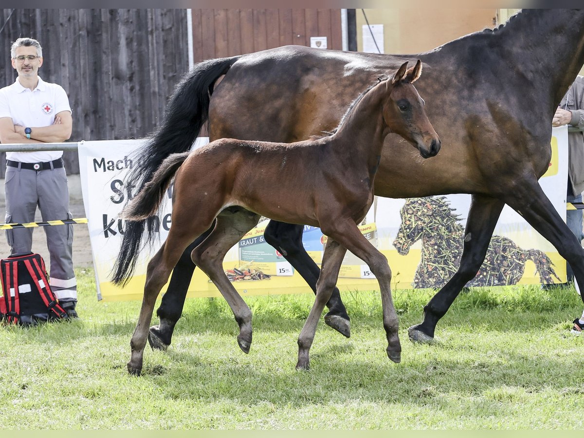 Tysk sporthäst Hingst Föl (05/2024) Brun in Fronhofen