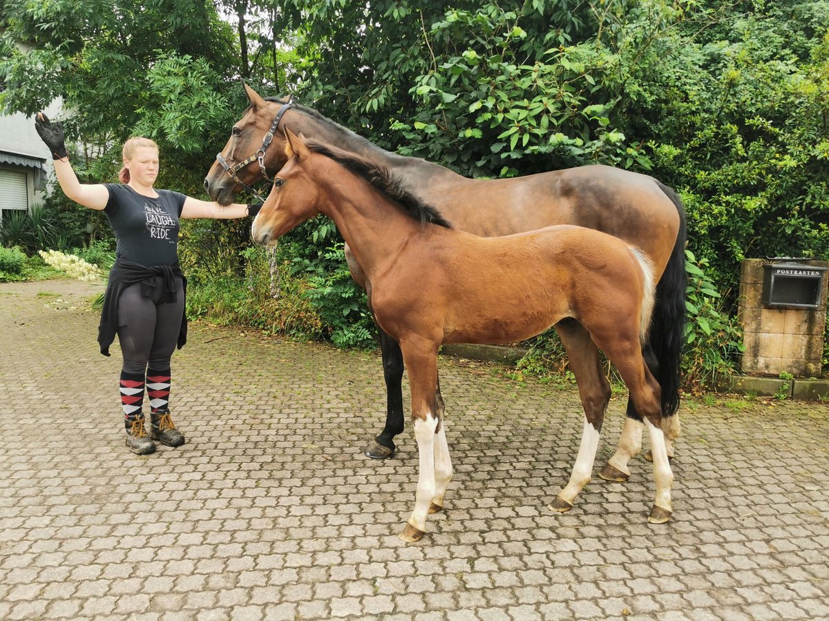 Tysk sporthäst Hingst Föl (03/2024) Brun in Illingen