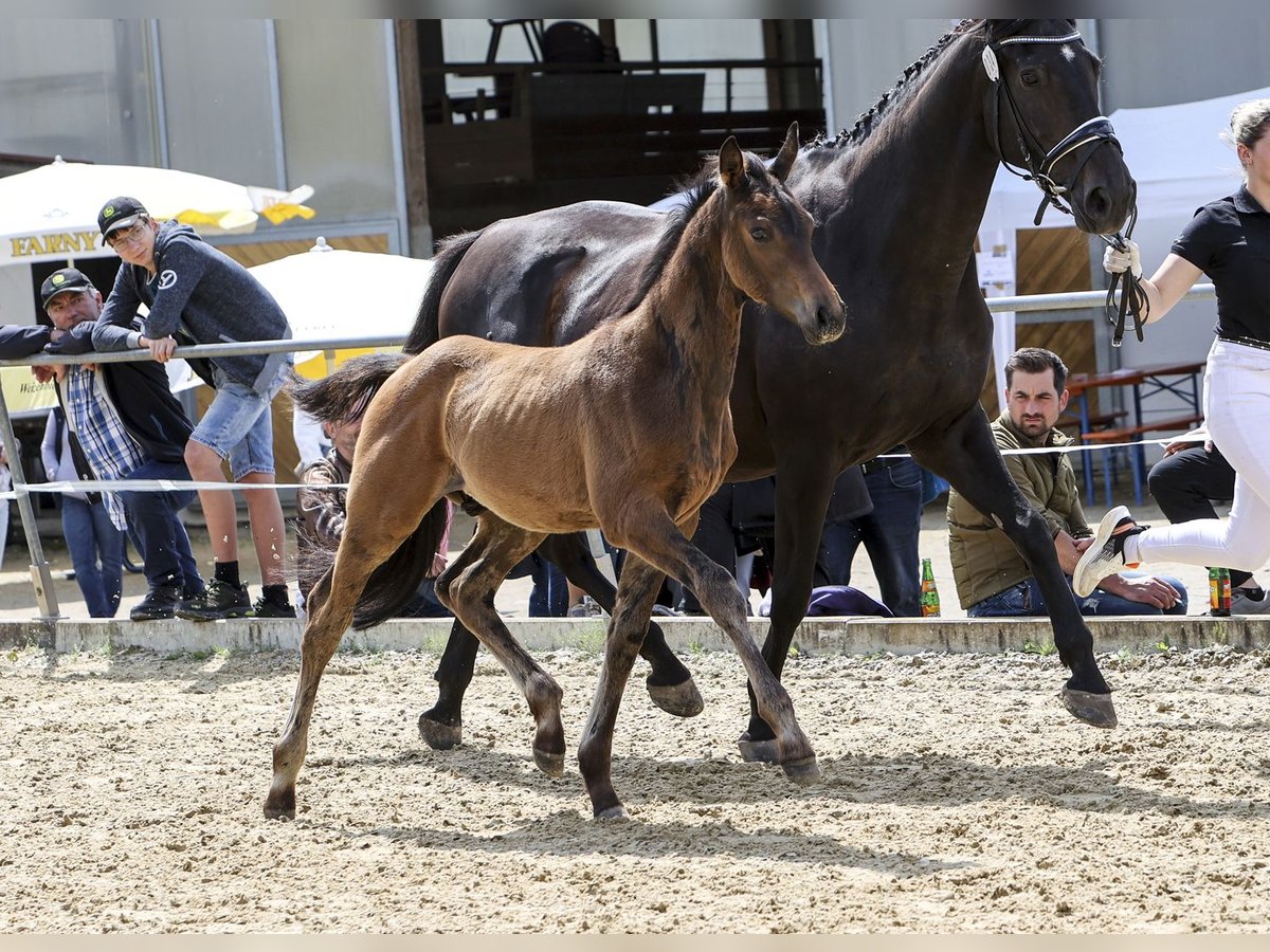 Tysk sporthäst Hingst Föl (04/2024) Brun in Fronhofen