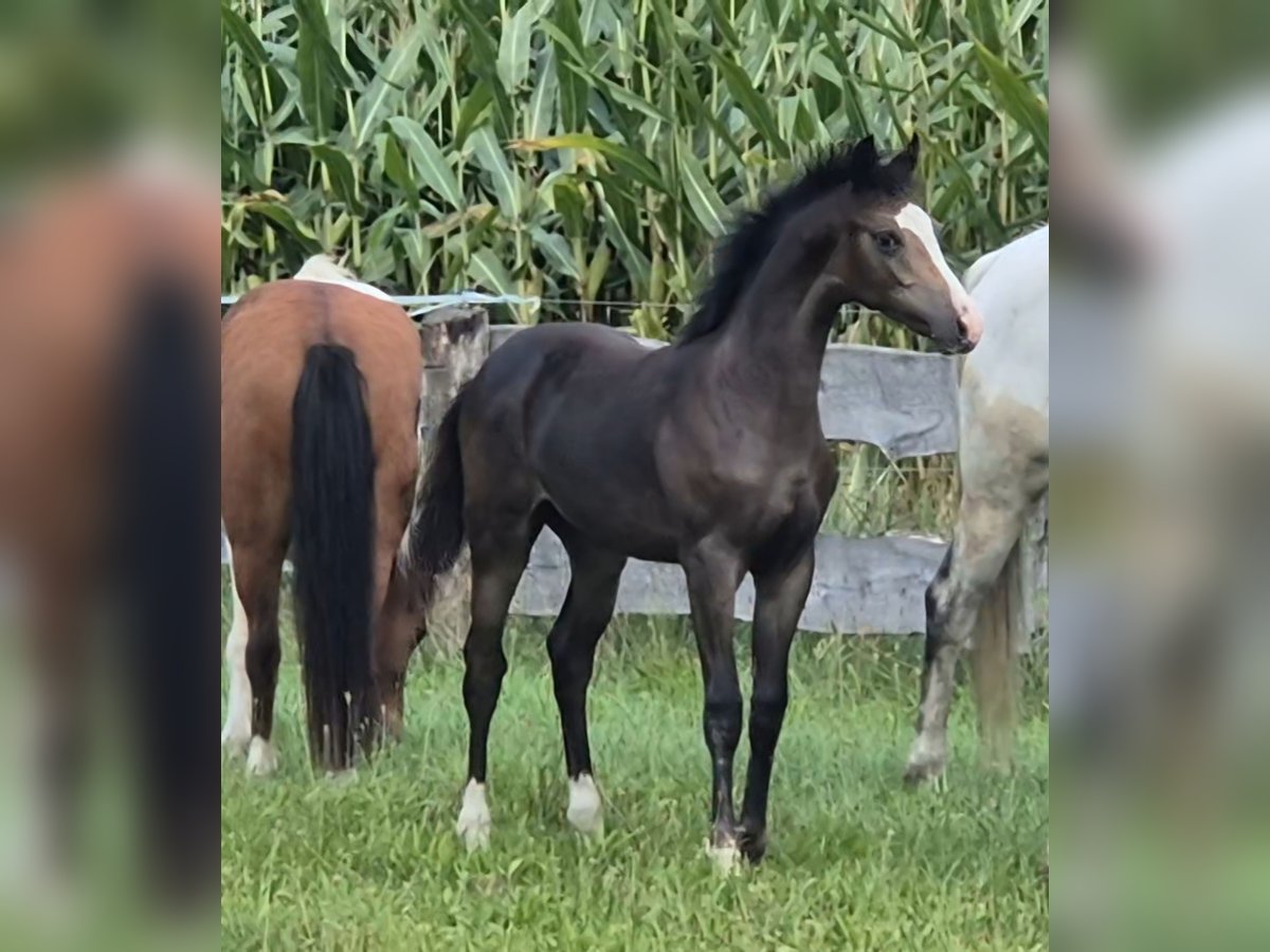 Tysk sporthäst Hingst Föl (01/2024) Mörkbrun in Beetzendorf