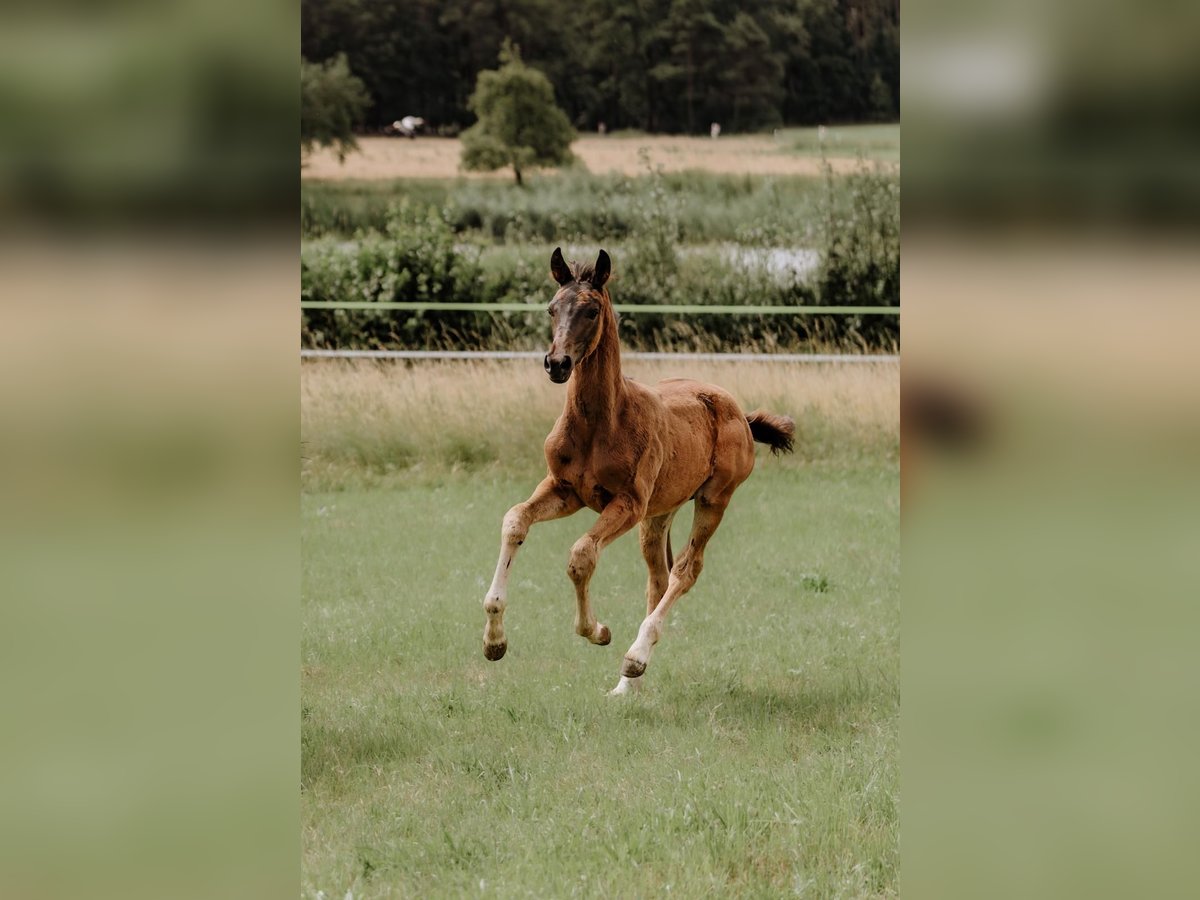 Tysk sporthäst Hingst Föl (04/2024) Mörkbrun in Höchstadt an der Aisch