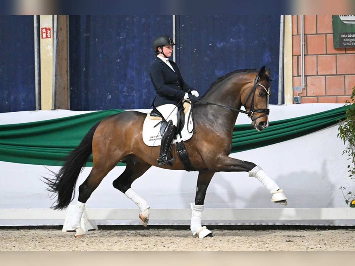 Tysk sporthäst Hingst Föl (04/2024) Mörkbrun in Fronhofen