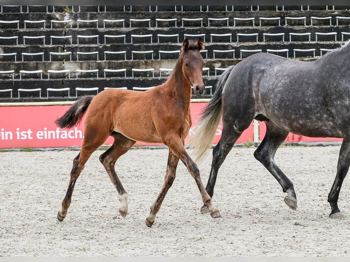 Tysk sporthäst Hingst Föl (03/2024) Mörkbrun in Fronhofen