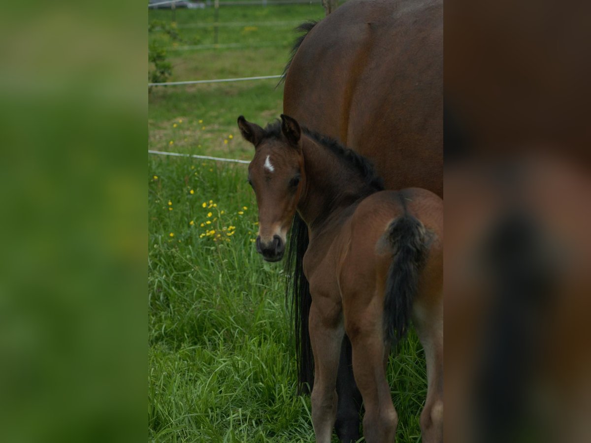 Tysk sporthäst Hingst Föl (01/2024) Mörkbrun in Osterburken