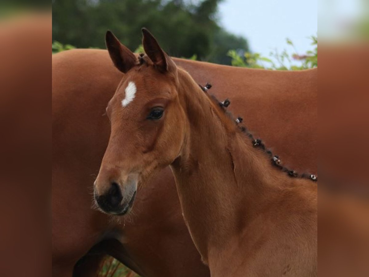 Tysk sporthäst Hingst Föl (04/2024) Svart in Moritzburg