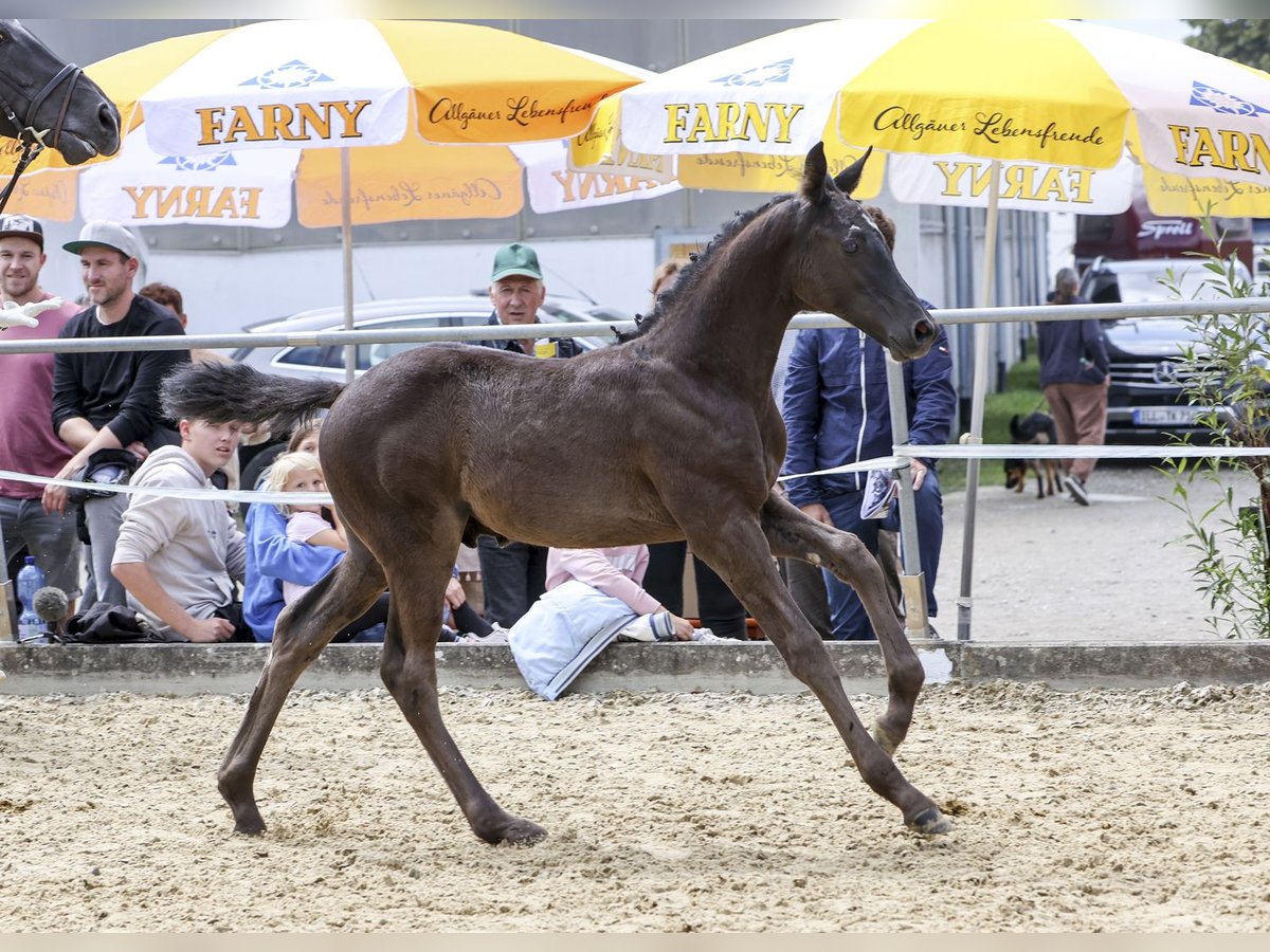 Tysk sporthäst Hingst Föl (04/2024) Svart in Fronhofen