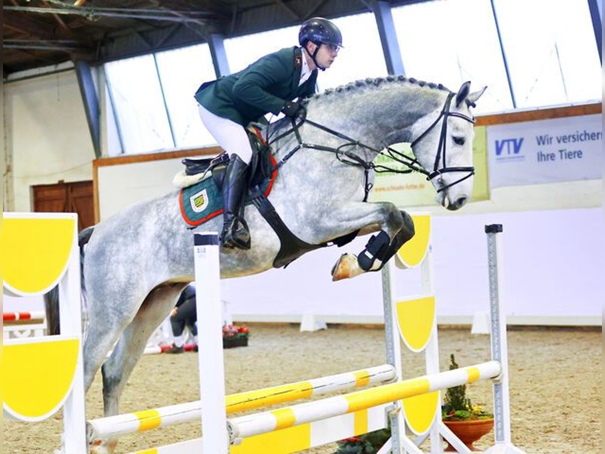 Tysk sporthäst Hingst Grå in Moritzburg