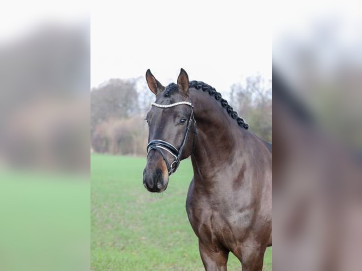 Tysk sporthäst Hingst Rökfärgad svart in Löningen