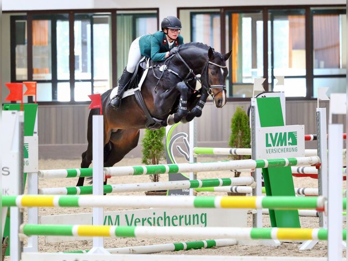 Tysk sporthäst Hingst Rökfärgad svart in Bernstadt