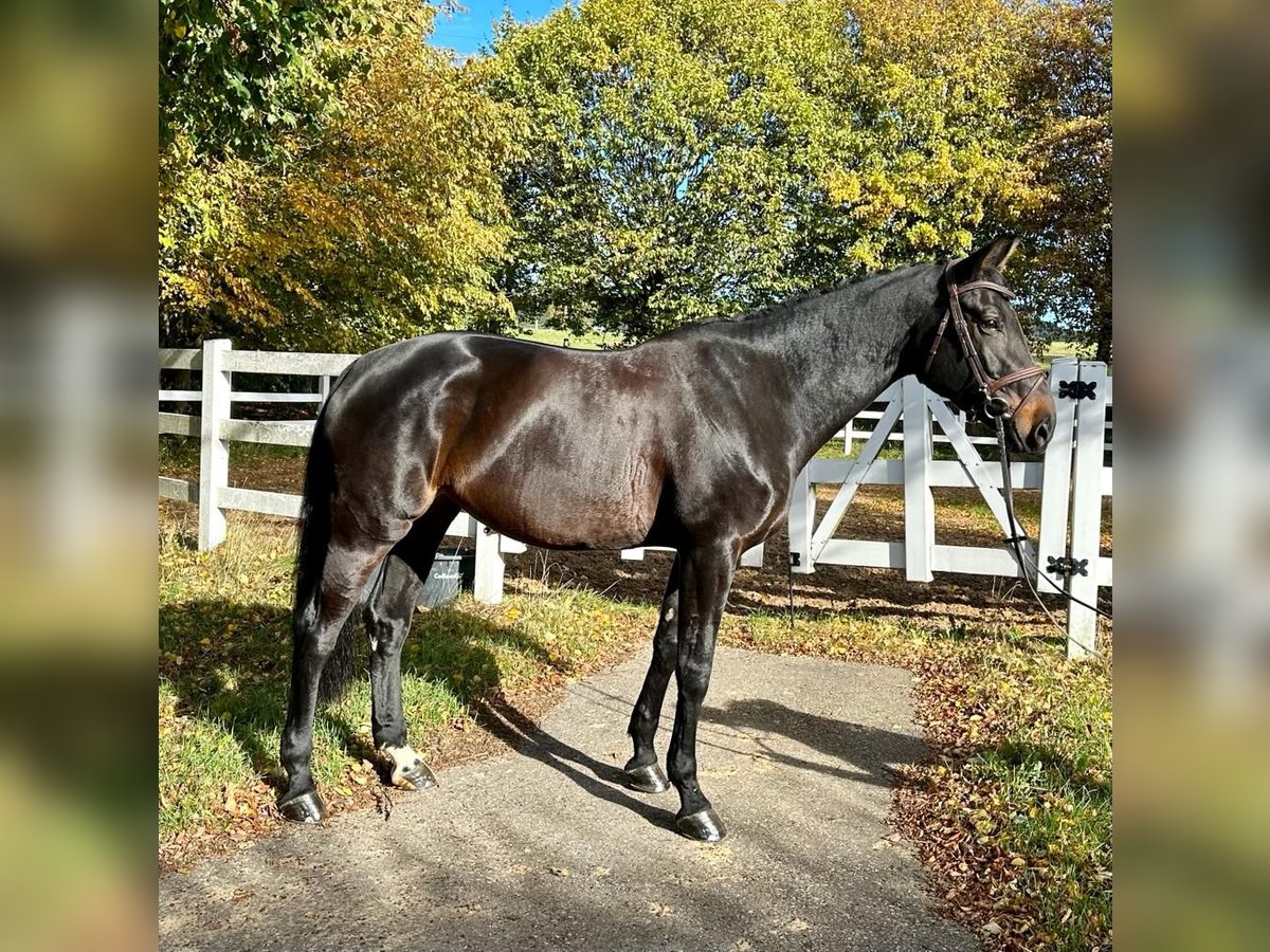 Tysk sporthäst Sto 10 år 176 cm Mörkbrun in Haldenwang