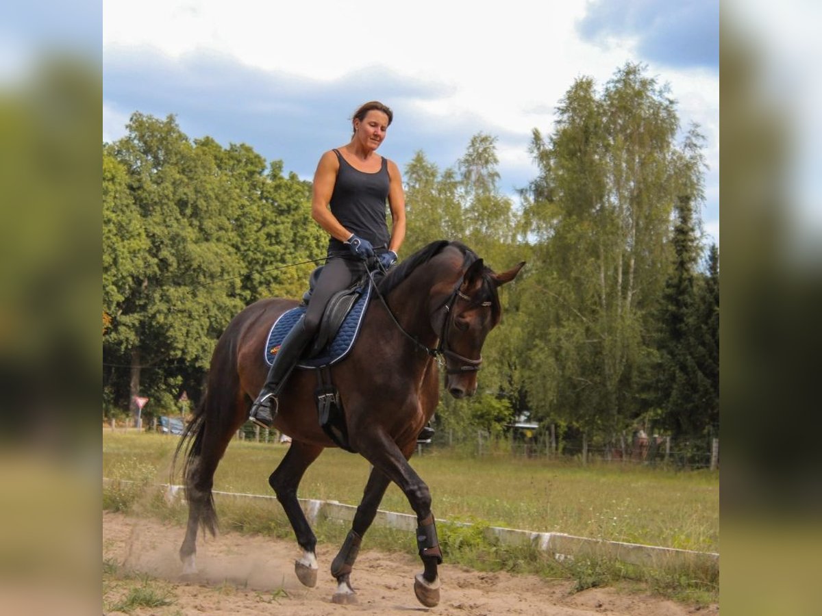 Tysk sporthäst Sto 12 år 167 cm Brun in Potsdam