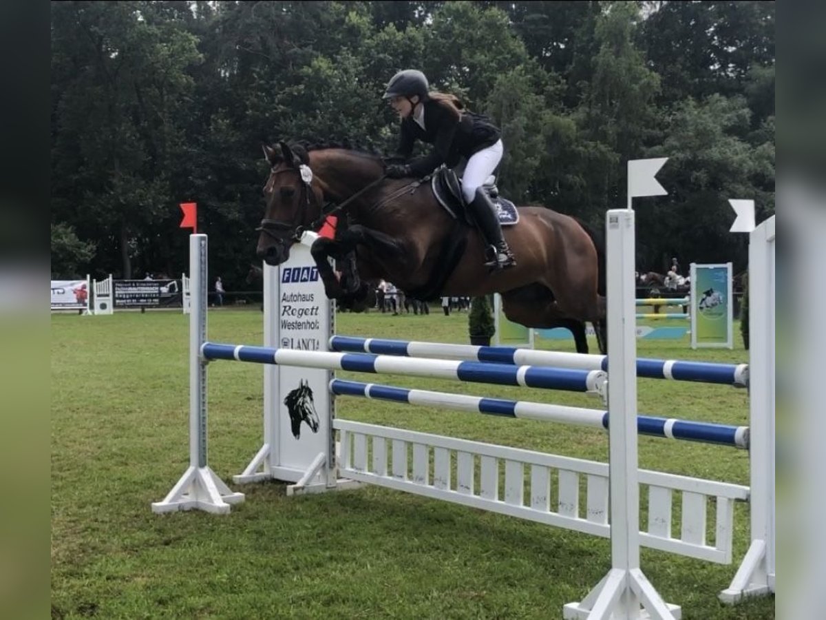 Tysk sporthäst Sto 13 år 165 cm Brun in Herzebrock-Clarholz