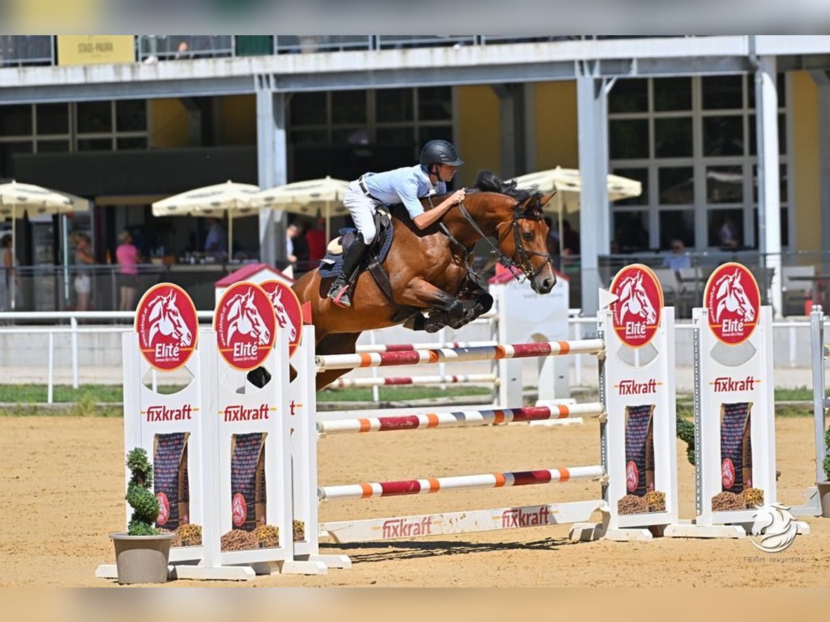 Tysk sporthäst Sto 13 år 168 cm Brun in Memmingen