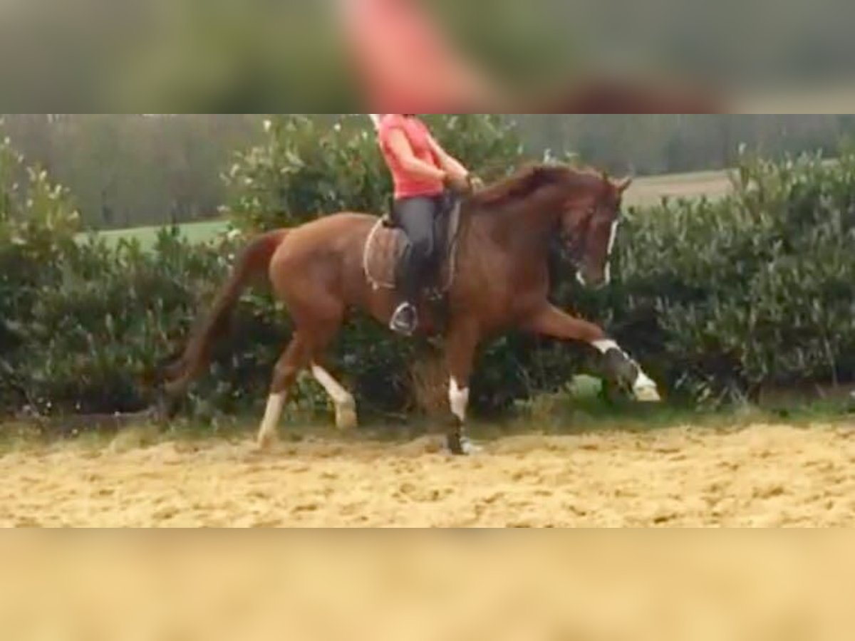Tysk sporthäst Sto 14 år 169 cm fux in Lengerich