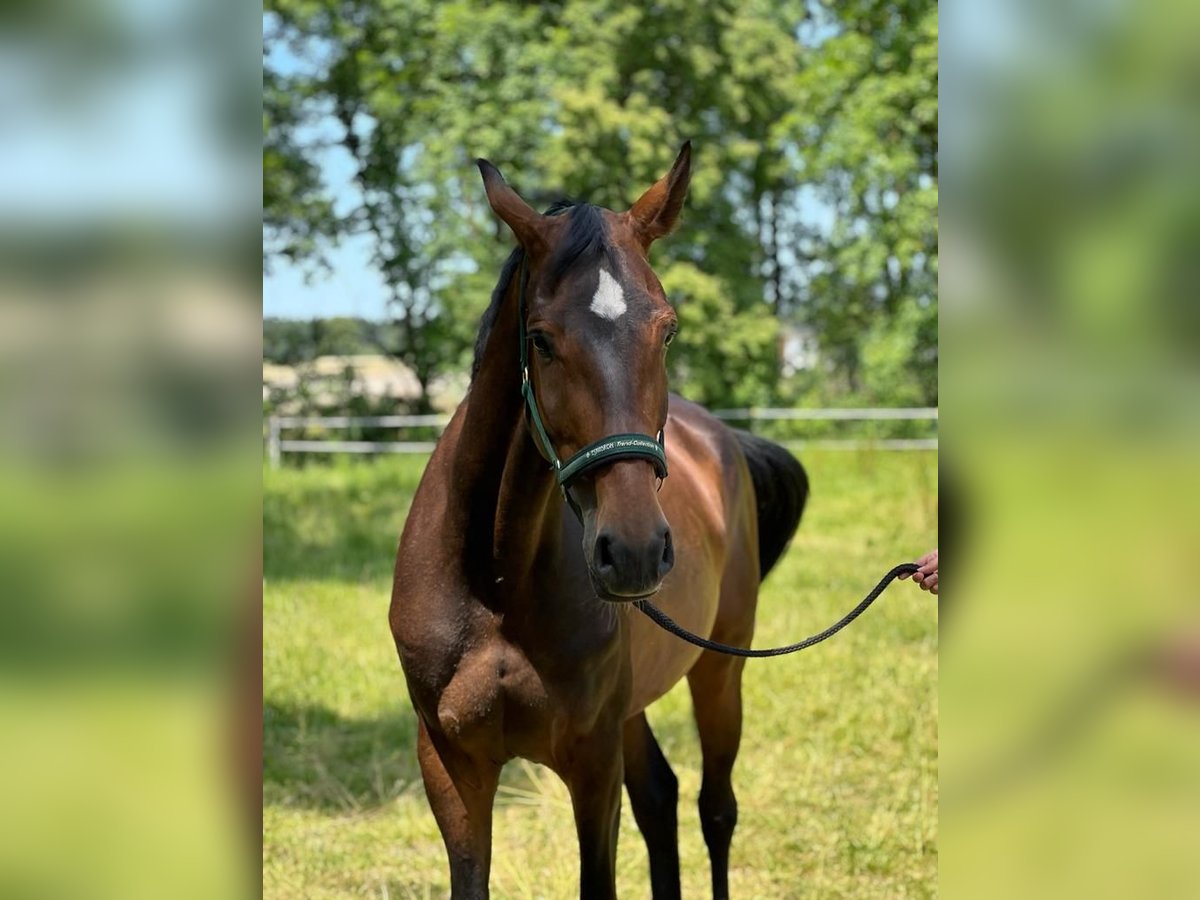 Tysk sporthäst Sto 15 år 168 cm Brun in Massing