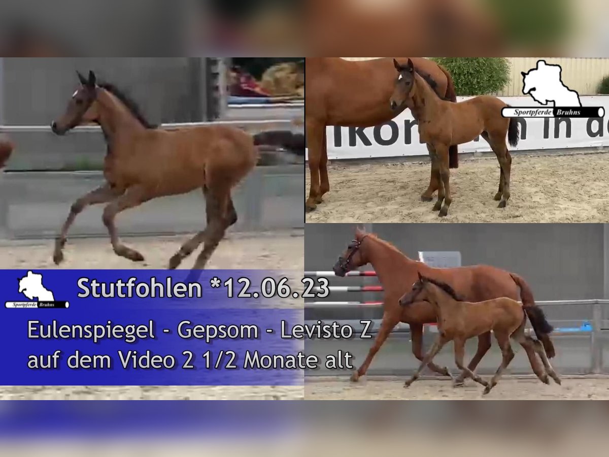 Tysk sporthäst Sto 1 år 170 cm Mörkbrun in Gadow
