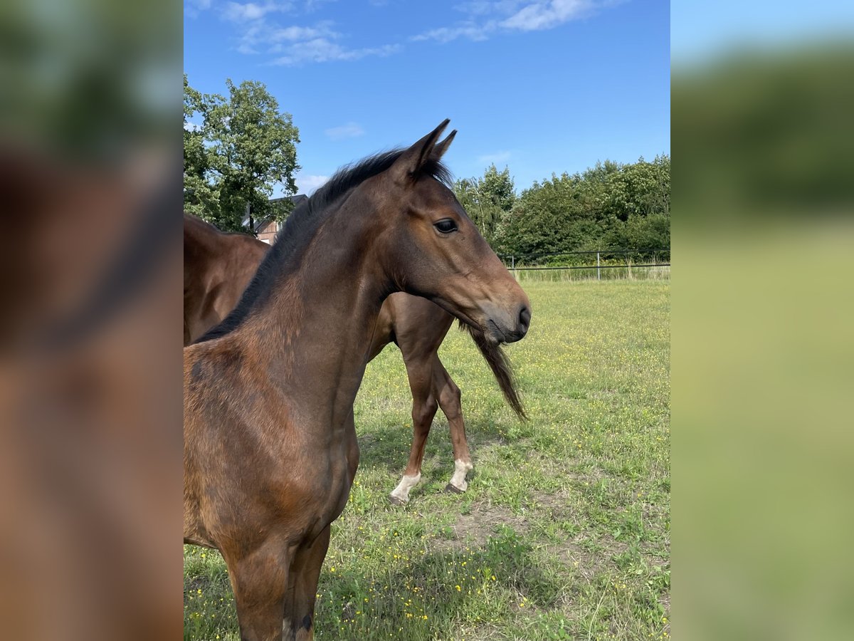 Tysk sporthäst Sto 1 år Mörkbrun in Rheine