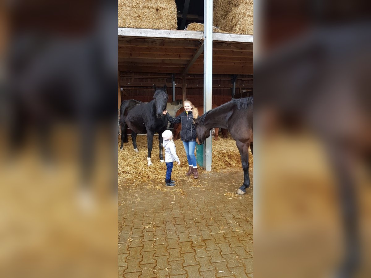 Tysk sporthäst Sto 20 år 173 cm Svart in Schwendi
