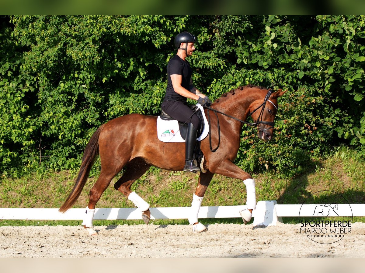 Tysk sporthäst Sto 3 år 168 cm Fux in Lübeck