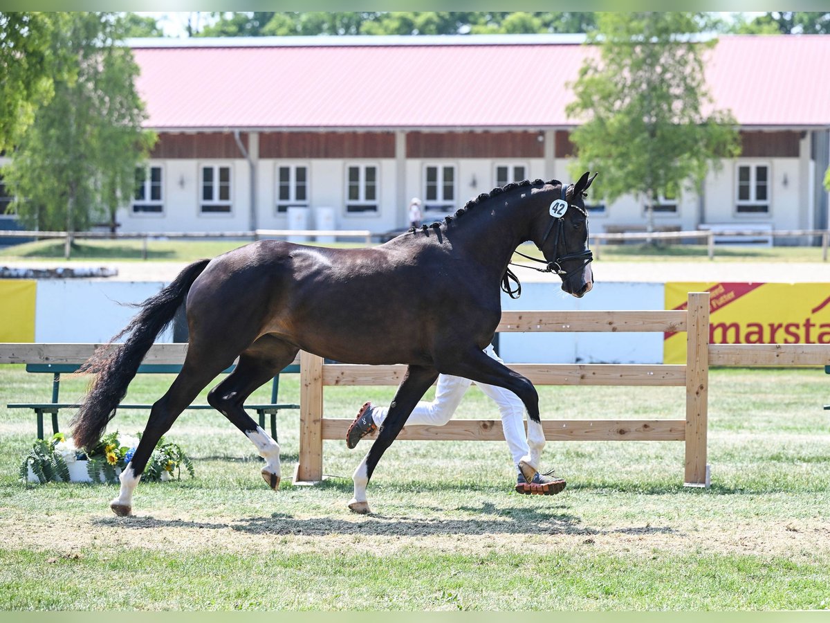 Tysk sporthäst Sto 4 år 164 cm Rökfärgad svart in München