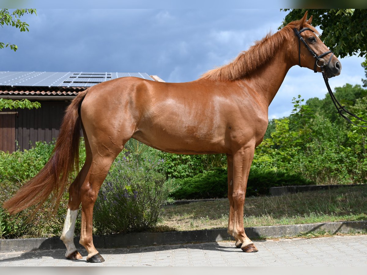 Tysk sporthäst Sto 4 år 166 cm fux in Krumke