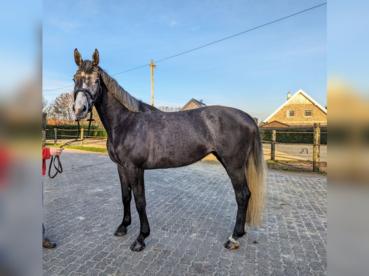 Tysk sporthäst Sto 4 år 166 cm Grå-mörk-brun in isterberg