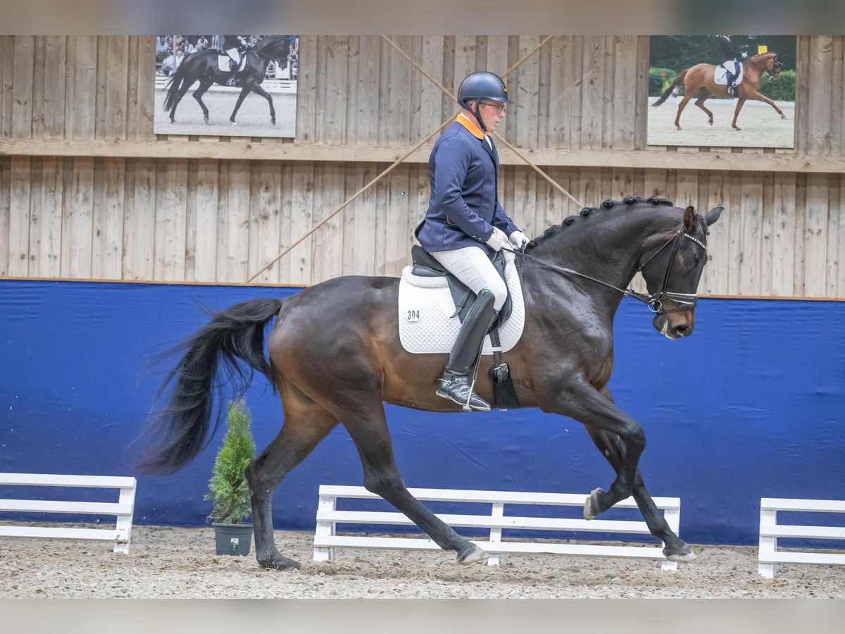 Tysk sporthäst Sto 4 år 174 cm Mörkbrun in Ubstadt-Weiher